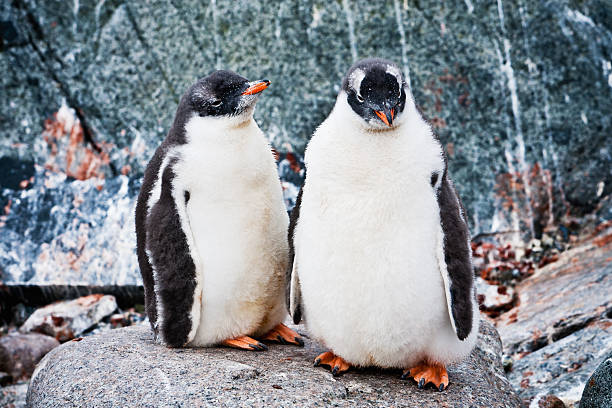 istock Antarctica Gentoo Penguin Couple on Rock South Pole 184998326