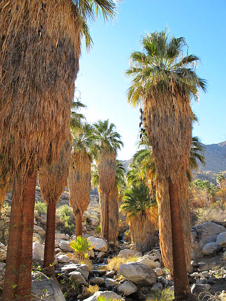 istock Palm trees in a lush desert oasis, Indian Canyons,California 184998751