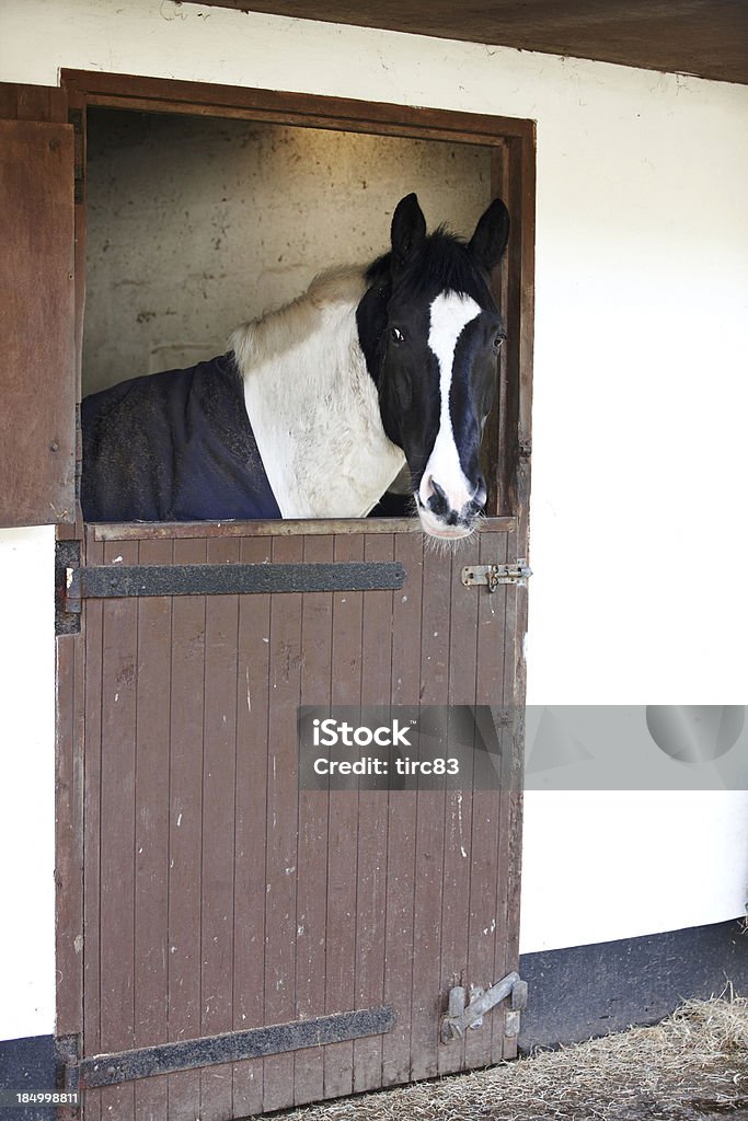 Brown and white horse in stable Animal Stock Photo