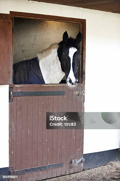 Brown And White Horse In Stable Stock Photo - Download Image Now - Animal, Animal Body Part, Animal Head