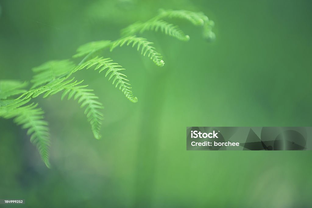 Fern - Lizenzfrei Bildhintergrund Stock-Foto