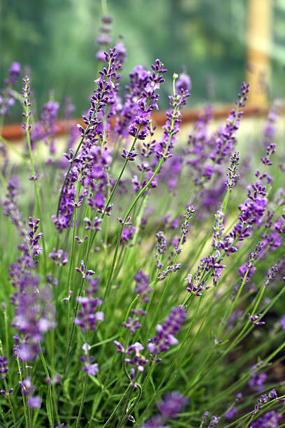 istock Lavender in the herb garden 184999266