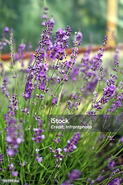 Lavanda No Jardim De Ervas - Fotografias de stock e mais imagens de Ao Ar Livre - Ao Ar Livre, Beleza natural, Cor de Lavanda