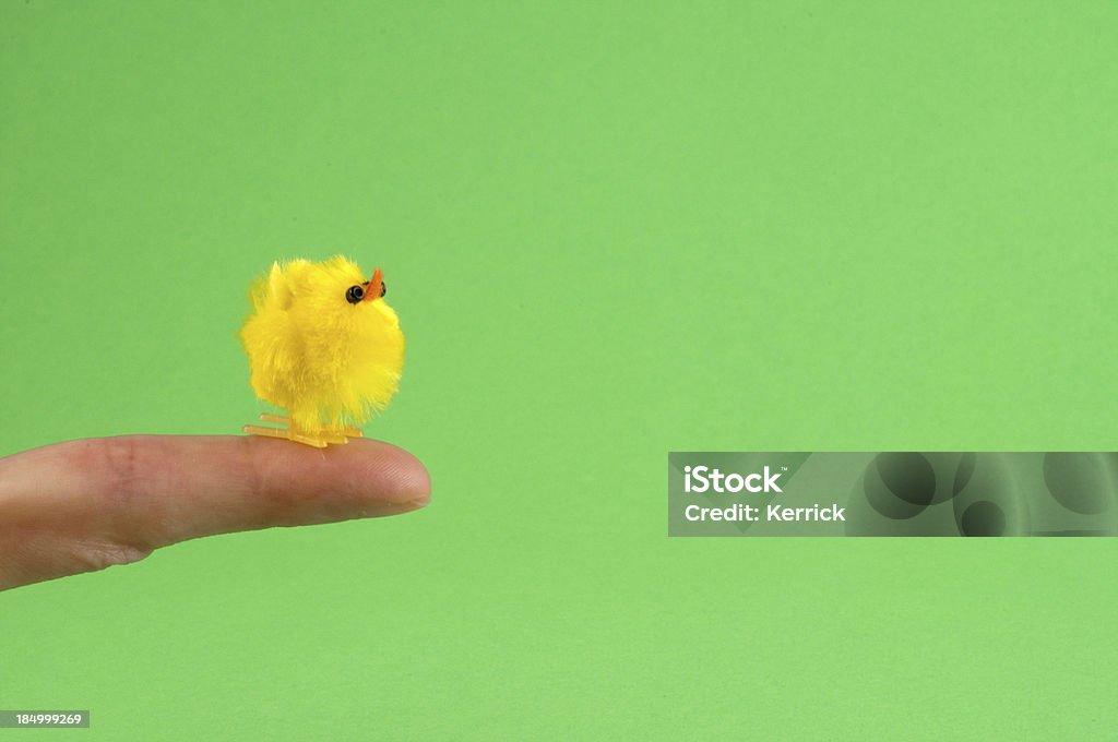 Ostern chick auf Finger - Lizenzfrei Agrarbetrieb Stock-Foto