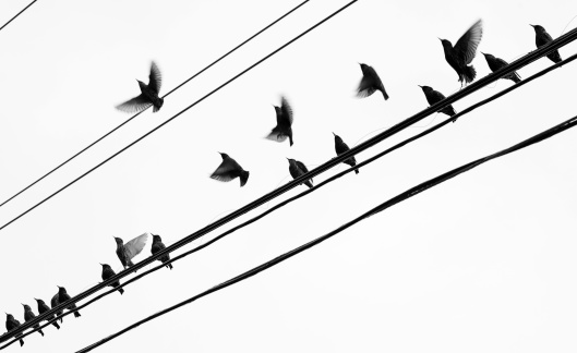 Starlings takeoff at once from a set of telephone wires during migration.