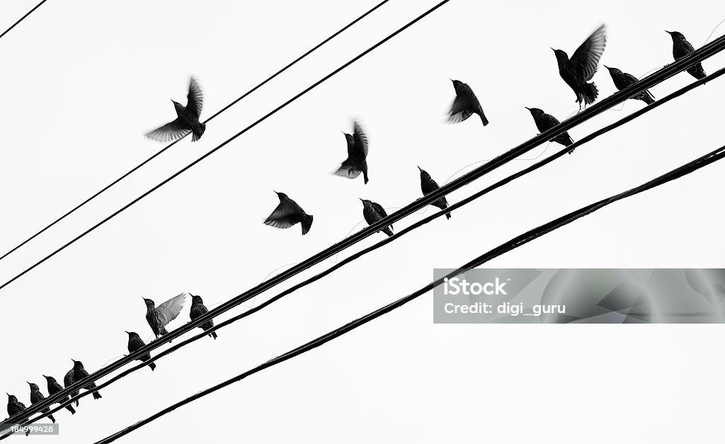 Starlings group takeoff Starlings takeoff at once from a set of telephone wires during migration. Cable Stock Photo