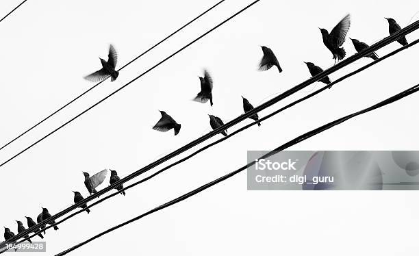 Starlings Group Takeoff Stock Photo - Download Image Now - Cable, Bird, Telephone Line