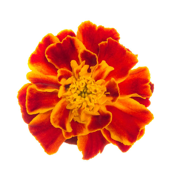 tagete. - pot marigold single flower flower flower head foto e immagini stock
