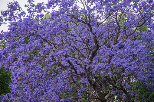 Purple blossoms on a flowering jacaranda tree in Mexico City