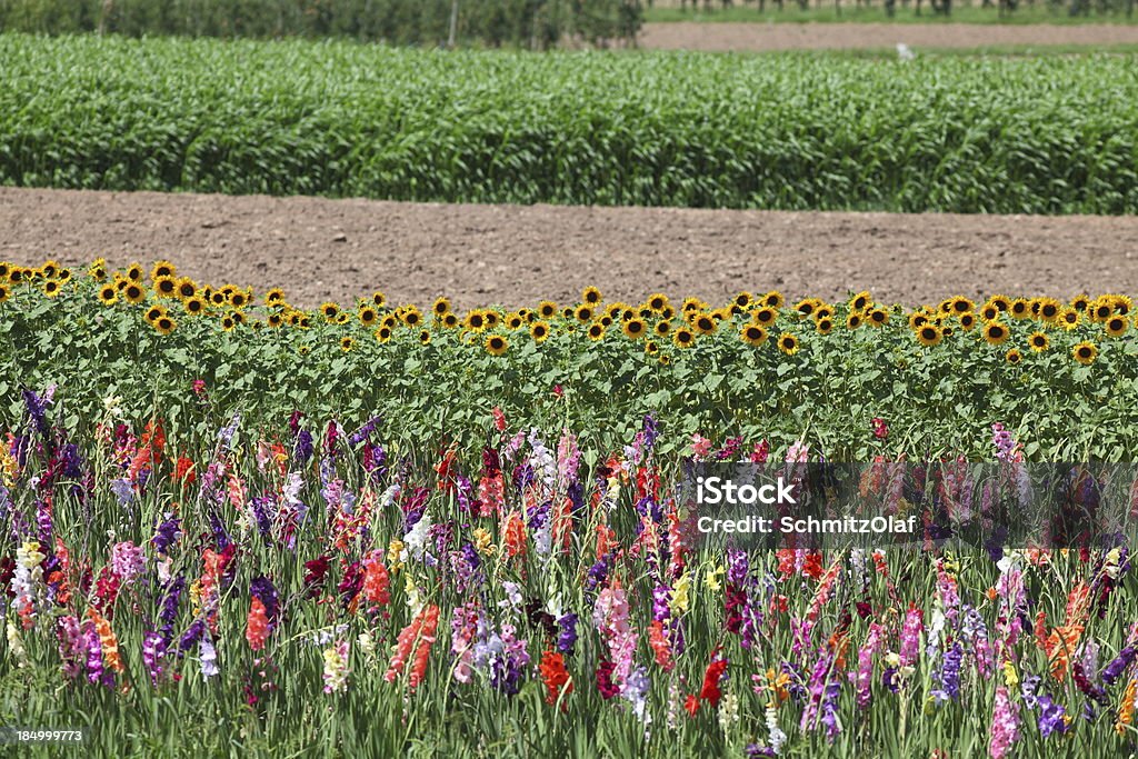 bloming Gladiole field - Lizenzfrei Blume Stock-Foto