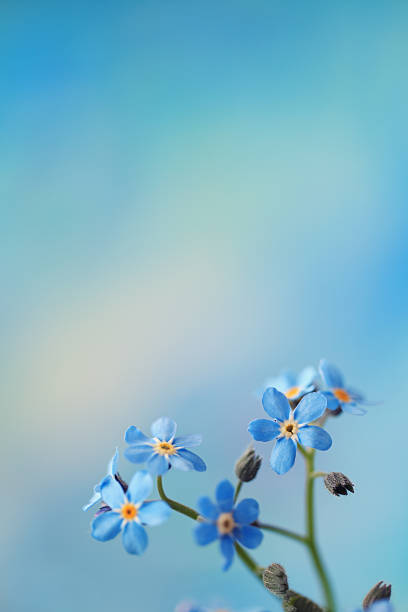 Forget Me Not Bunch of Forget me not flowers with a lot of copy space. myosotis sylvatica stock pictures, royalty-free photos & images