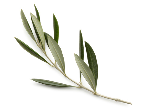 Olive Branch aislado sobre fondo blanco photo