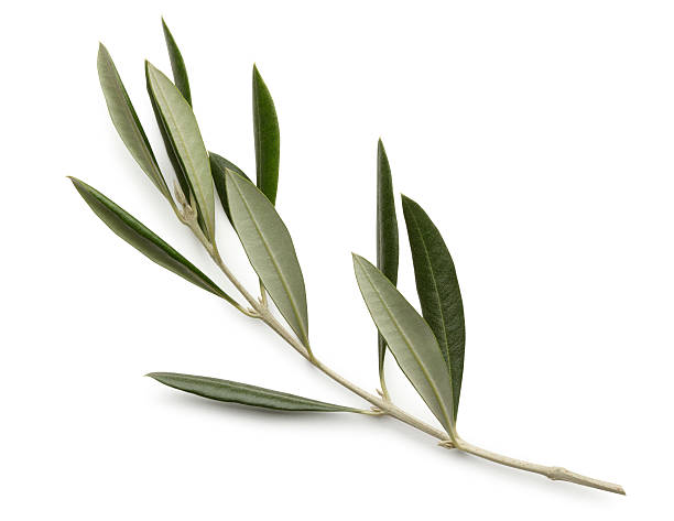 olive branch isolated on white background - olijfblad stockfoto's en -beelden