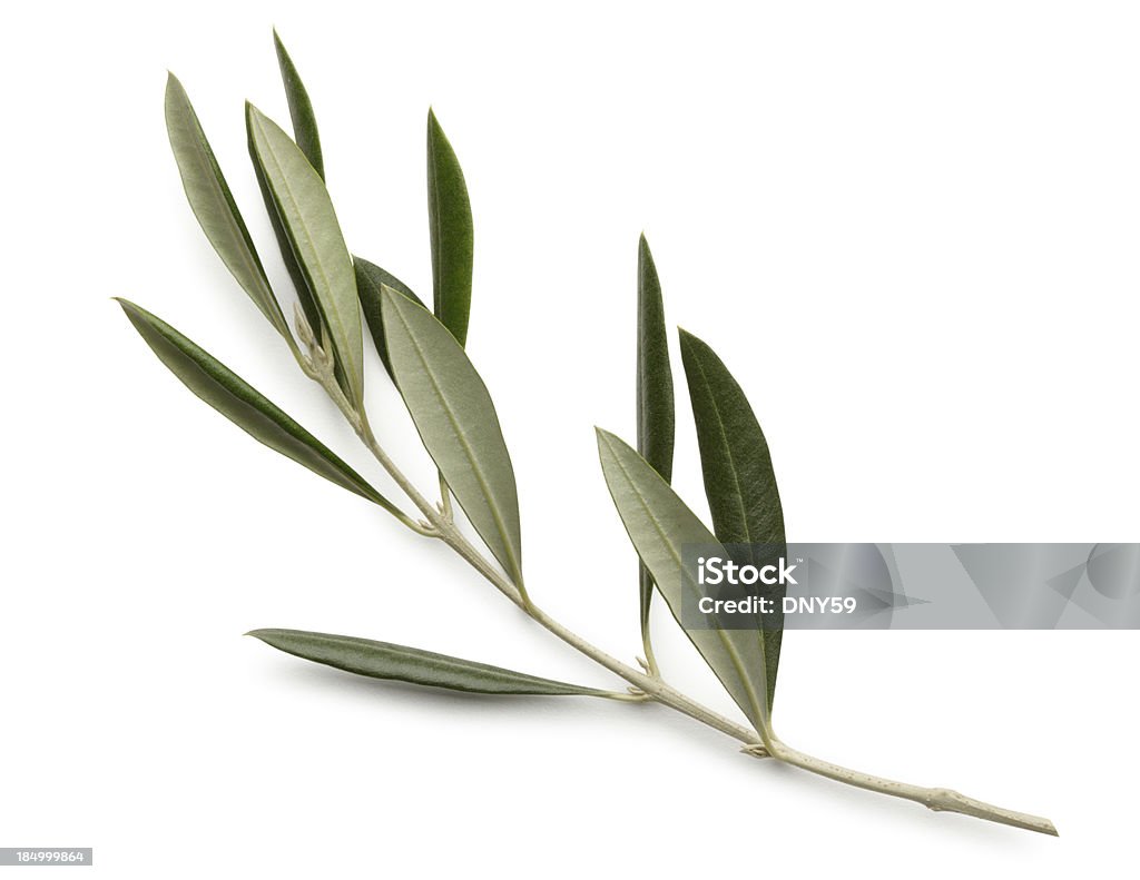 Olive Branch Isolated On White Background An olive branch on a white background.  Clipping path included. Olive Branch Stock Photo