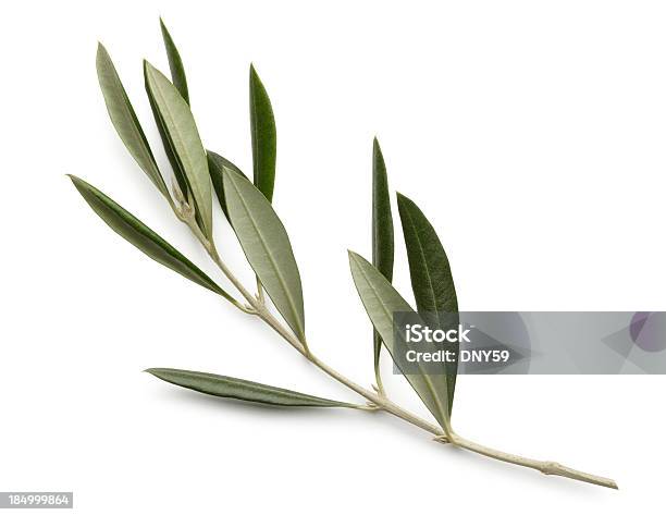 Olive Branch Isolated On White Background Stock Photo - Download Image Now - Olive Branch, Olive Tree, Leaf