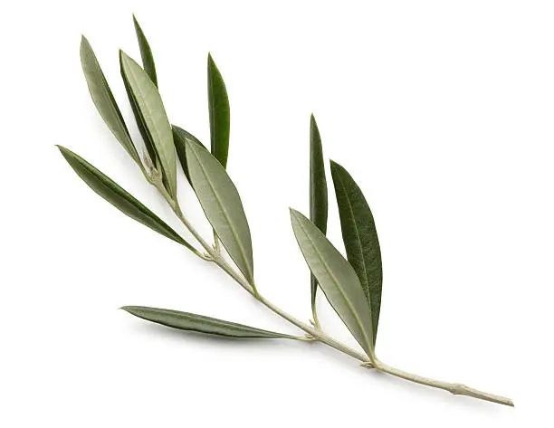An olive branch on a white background.  Clipping path included.