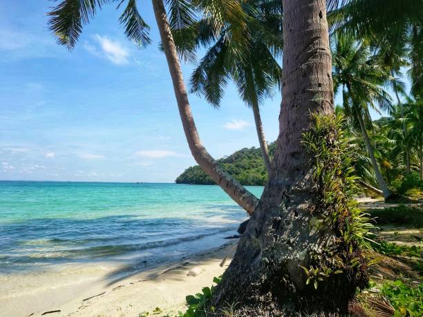 istock A gorgeous tropical island beach with a stunning tree bending towards the water surrounded by lush vegetation and a serene body of water. 1849999111