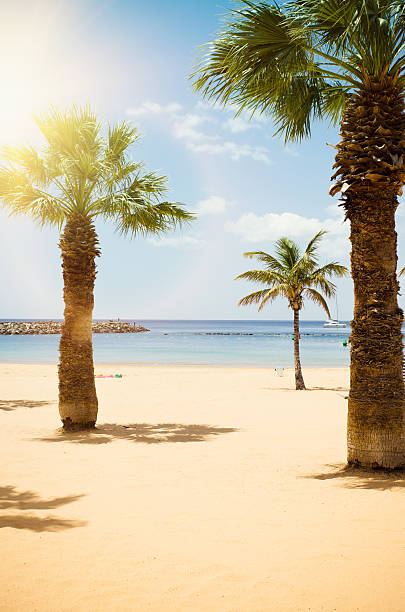 istock Palm tree in caribbean sand beach 185000190