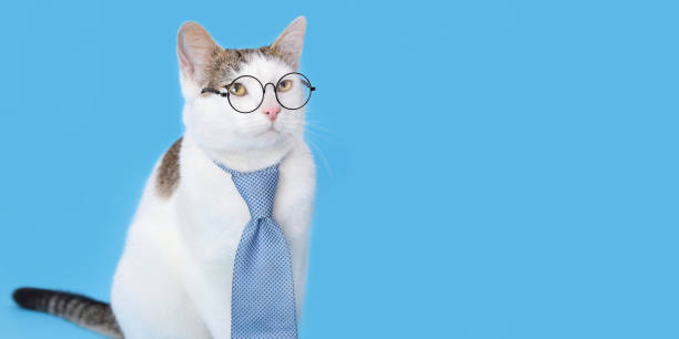 istock White cat in a blue tie and glasses on blue background. Smart Cat. 1850003743