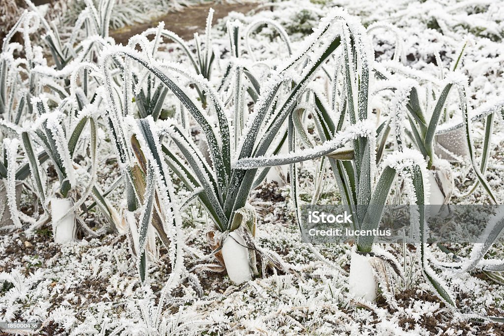 Gemüse Garten im winter - Lizenzfrei Gemüsegarten Stock-Foto