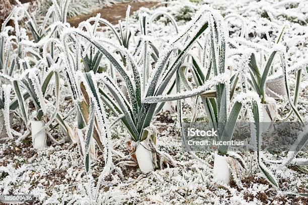 Gemüse Garten Im Winter Stockfoto und mehr Bilder von Gemüsegarten - Gemüsegarten, Winter, Frost