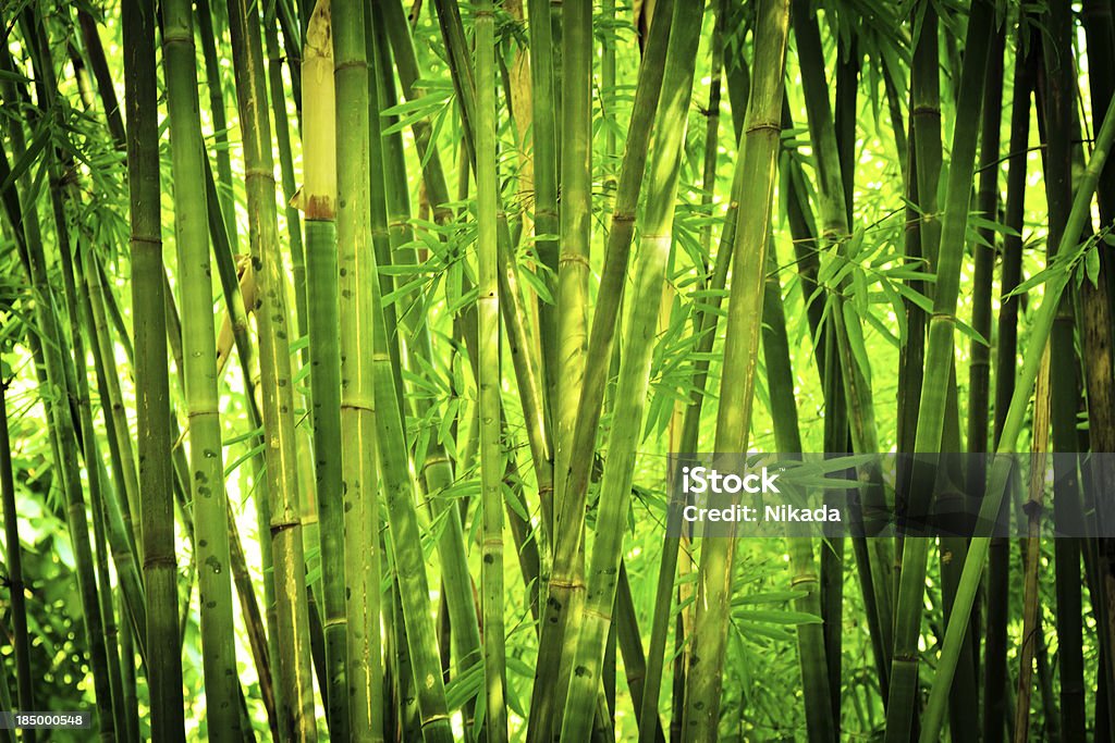 Bosque de bambú - Foto de stock de Bambú - Familia de la Hierba libre de derechos