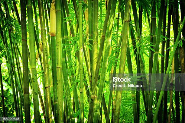 Bosque De Bambú Foto de stock y más banco de imágenes de Bambú - Familia de la Hierba - Bambú - Familia de la Hierba, Bambú - Material, Boscaje