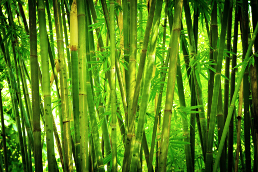 Asian Bamboo Forest