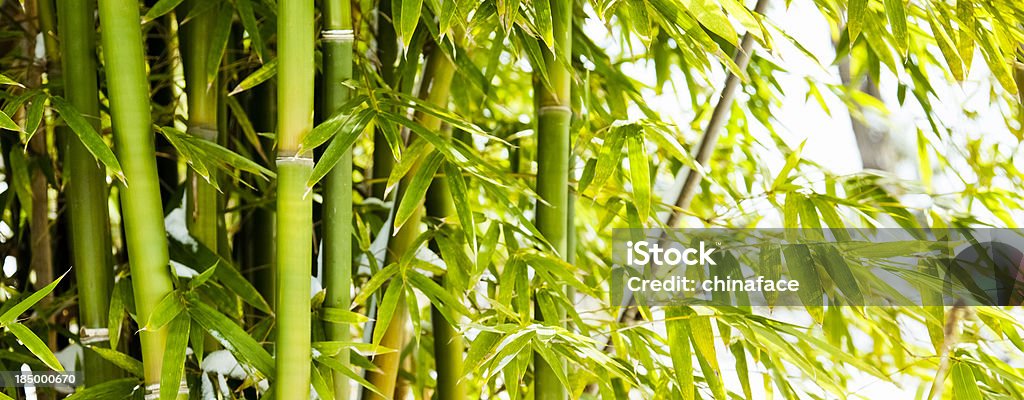 Bambus-Wald - Lizenzfrei Bambus - Graspflanze Stock-Foto