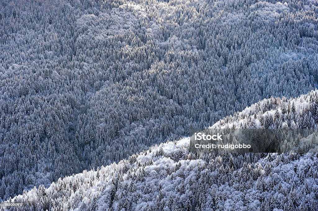 Snowy forest - Стоковые фото Без людей роялти-фри