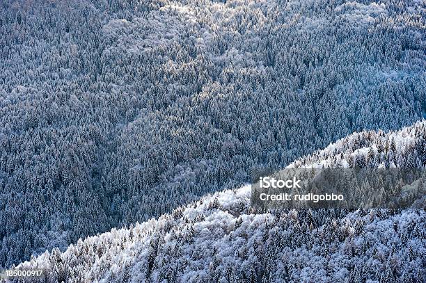 Snowy Forest — стоковые фотографии и другие картинки Без людей - Без людей, Большая группа объектов, Верхний ракурс