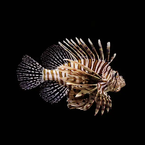 "Red Lion Fish on black background, squared"