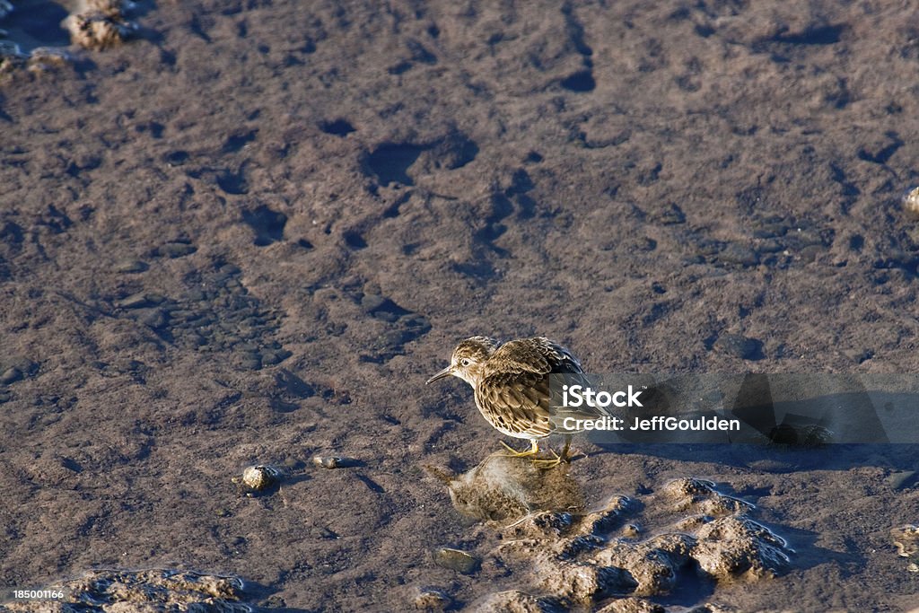 Least Sandpiper Feeding in the Mud The Least Sandpiper (Calidris minutilla) is the smallest of all the shorebirds. They have a short thin dark bill and greenish legs. Adults are brown with a white belly and dark brown streaks on top. They have a light line above the eye. The least sandpiper breeds in tundra or bogs in northern North America where they nest on the ground close to the water. The female lays four eggs in a shallow depression lined with grass and moss. After leaving the nest, the young birds feed themselves. They are able to fly within two weeks of hatching. The least sandpiper migrates in flocks where they spend the winter in the southern United States, Mexico, Central America, the Caribbean and northern South America. Their diet consists of small crustaceans, insects and snails which they pick up by sight or probe for in mudflats. This least sandpiper was photographed while probing for food in the mud at the Nisqually National Wildlife Refuge near Olympia, Washington State, USA. Animal Stock Photo