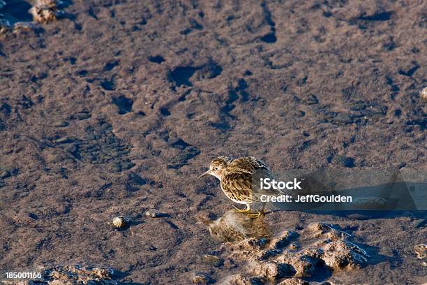 Least Sandpiper Feeding In The Mud Stock Photo - Download Image Now - Animal, Animal Behavior, Animal Wildlife