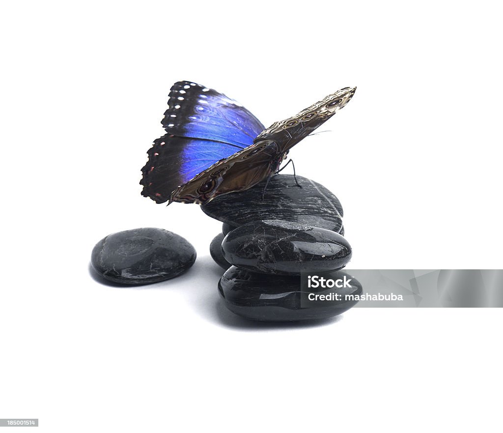 Mariposa sobre hielo. - Foto de stock de Mariposa - Lepidópteros libre de derechos