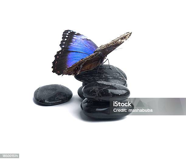 Farfalla Su Rocce - Fotografie stock e altre immagini di Farfalla - Farfalla, Blu, Ombra