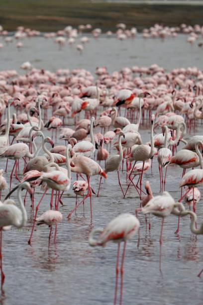 istock Pink and white Flamboyance standing on the water 1850015607