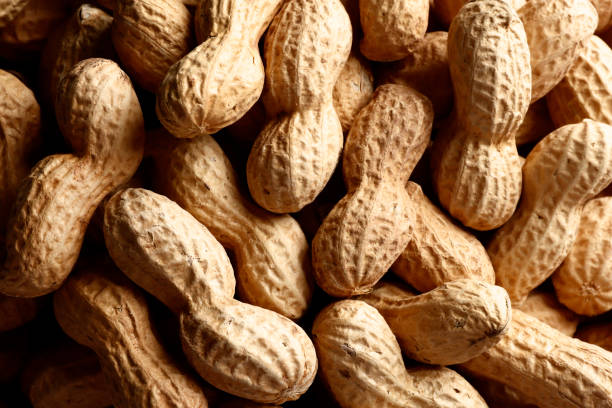 istock peanut in a shell texture. food background of peanuts.  Place for text. Top view. close-up. 1850016143