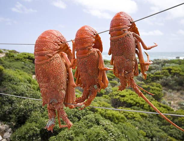 Holding Large Australian Saltwater Rock Lobster