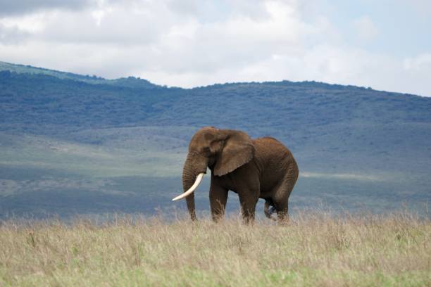 istock Elephant walking in Ngorongoro crater 1850016693