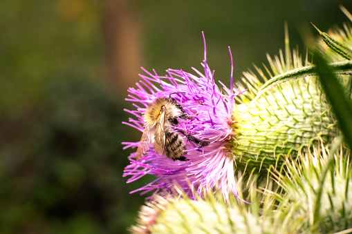 Honeybee Harvesting Nectar and Pollen on the Pink Blossoms of Curly Plumeless Thistle