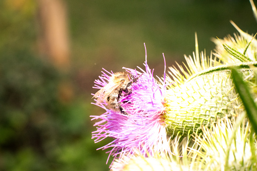 Honeybee searching for nectar and pollen on pink flower of a curly thistle or Carduus crispus, the curly plumeless thistle or welted thistle