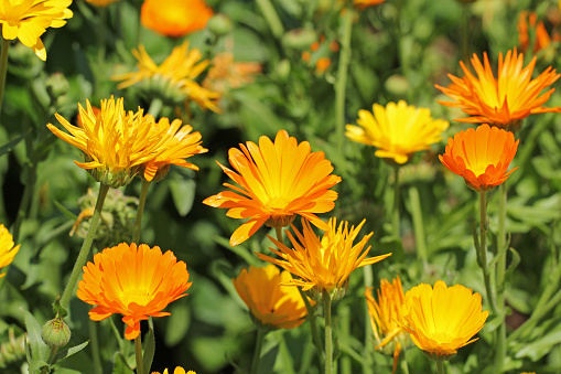 Beautiful orange calendula officinalis on stem