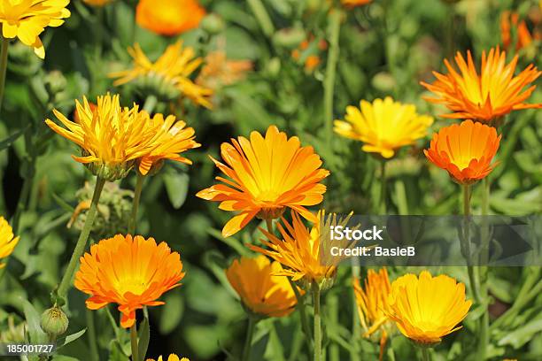 Calendula Officinalis - zdjęcia stockowe i więcej obrazów Nagietek polny - Nagietek polny, Nagietek lekarski, Aksamitka