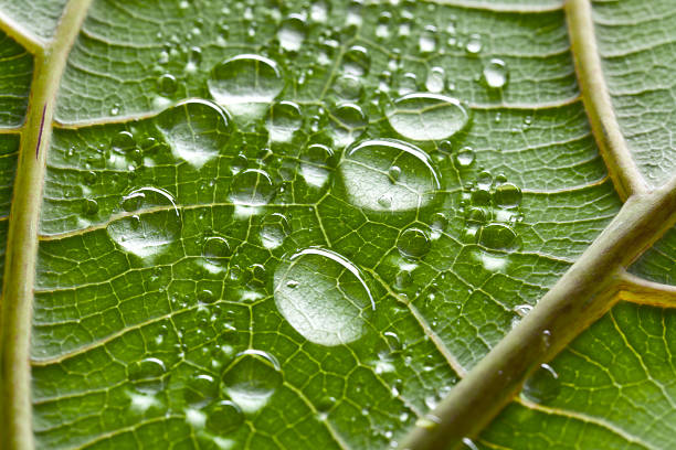 istock macro of green leaf with water drops 185001753