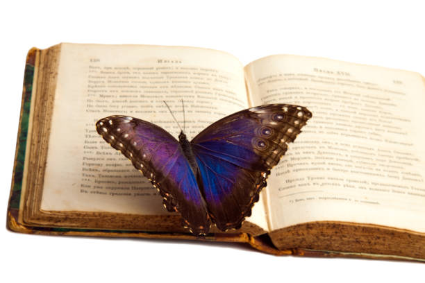 Butterfly on book. stock photo