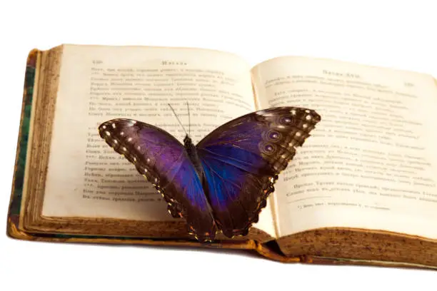 Beautiful blue butterfly in ancient book.