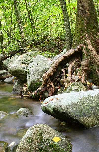 Stream in Shenandoah National Park stock photo