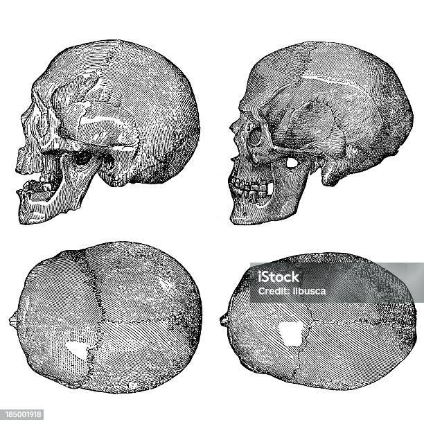 2 人の頭蓋骨 - 19世紀風のベクターアート素材や画像を多数ご用意 - 19世紀風, イラストレーション, カットアウト