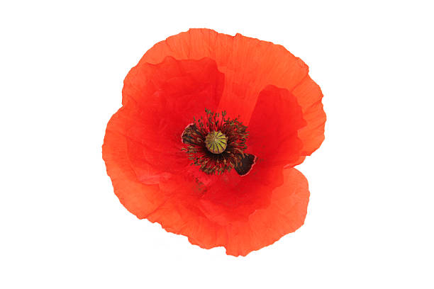 istock Red poppy flower on white 185001938